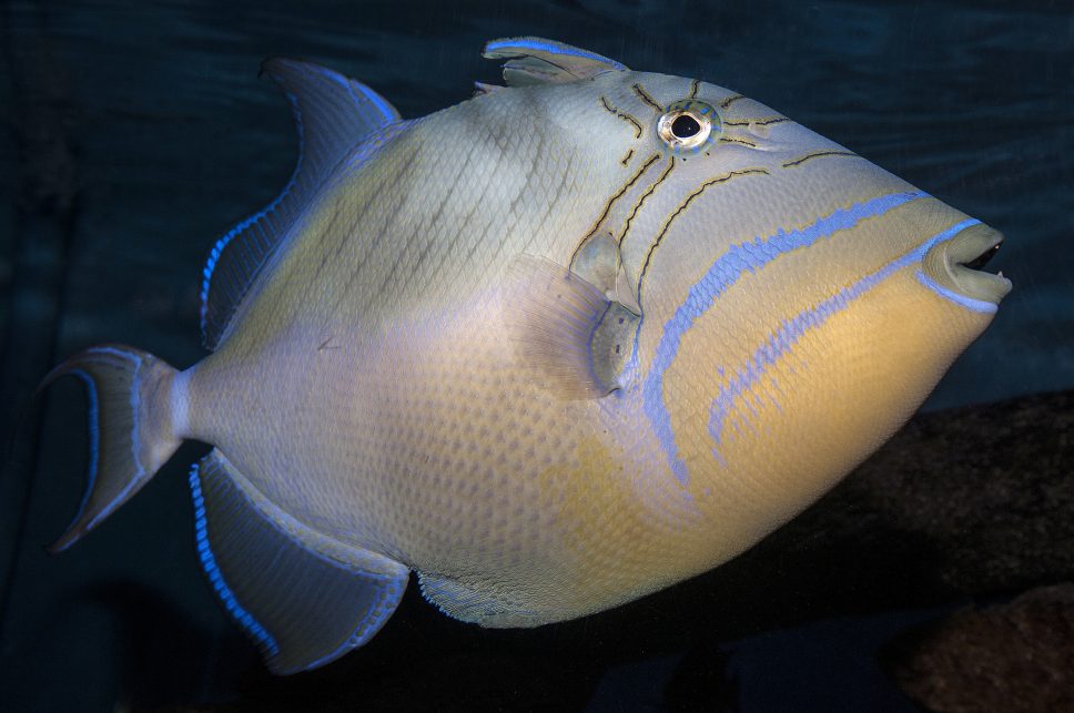 What's On the Line? Triggerfish Coastal Review