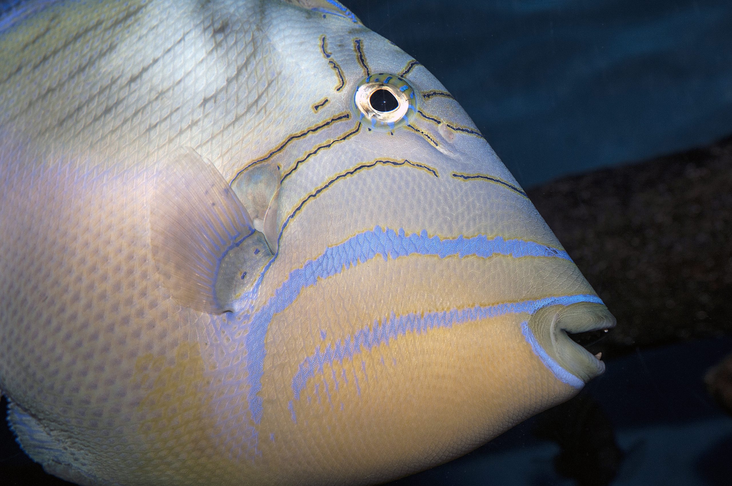What's On the Line? Triggerfish