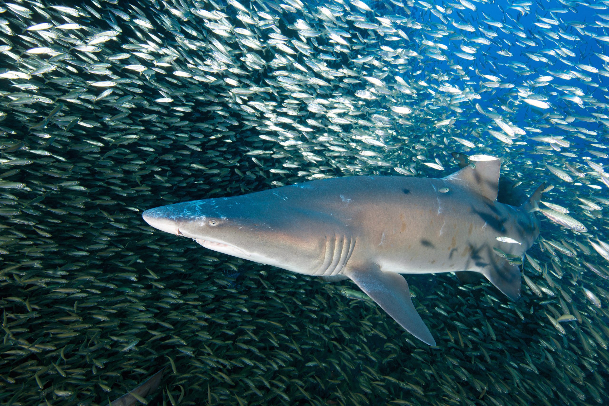 Giant shark looks ready to swallow diver, but he's really as safe