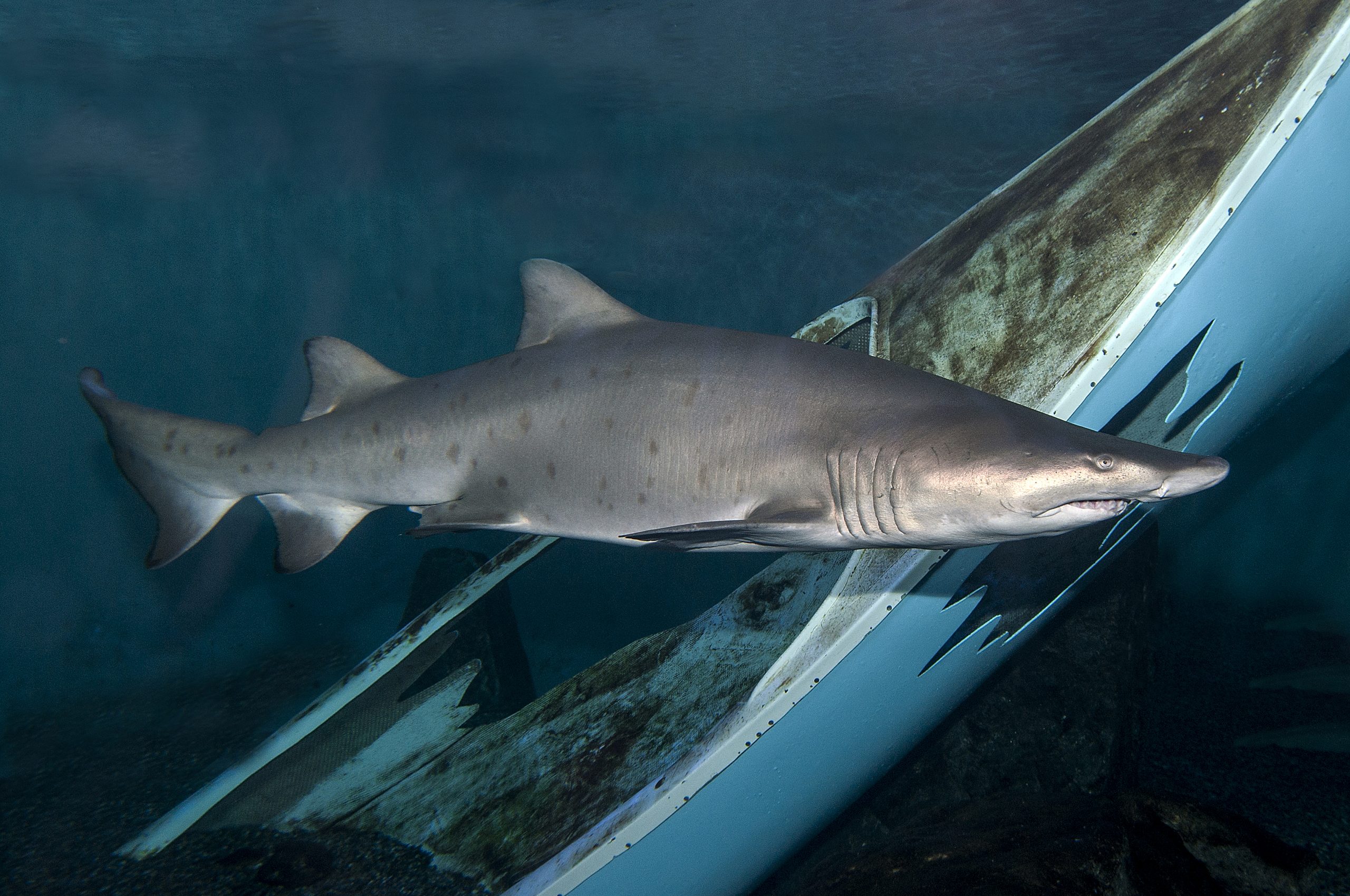 Tiger sharks are not scared of hurricanes, US researchers say, Sharks