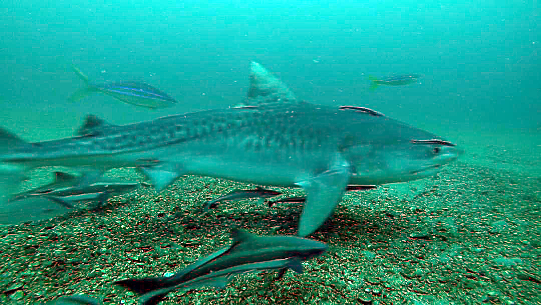 Cobia being tracked via satellite