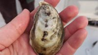 Oyster shell. Photo: NCDCR