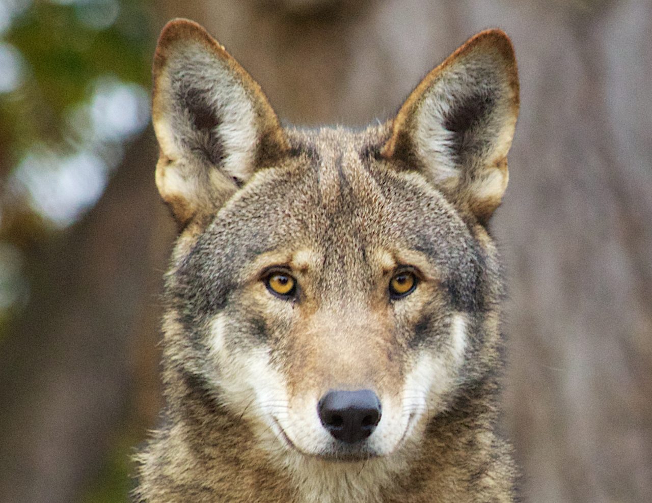 Eastern red wolf. Photo: B. Bartel, USFWS