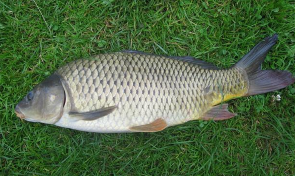 Common carp. Photo: File