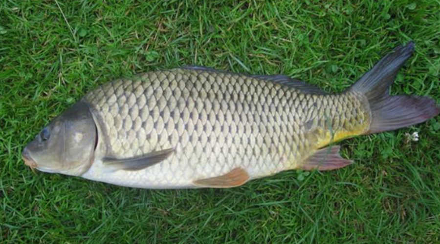 Common carp. Photo: File