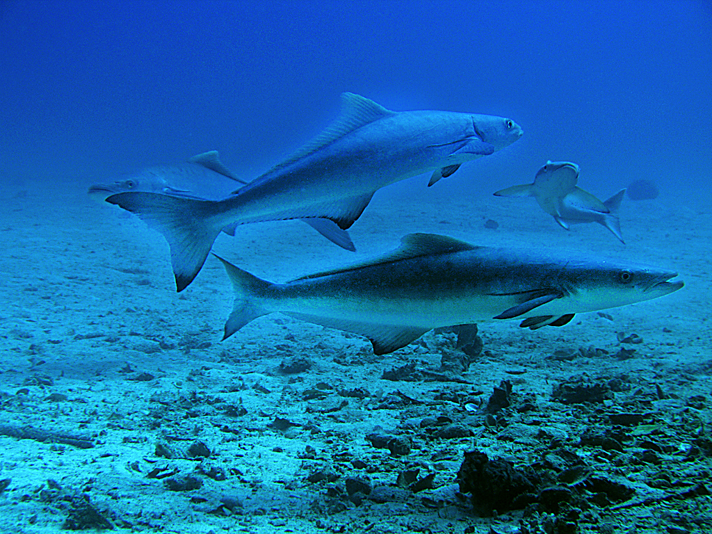 What's On the Line? Cobia