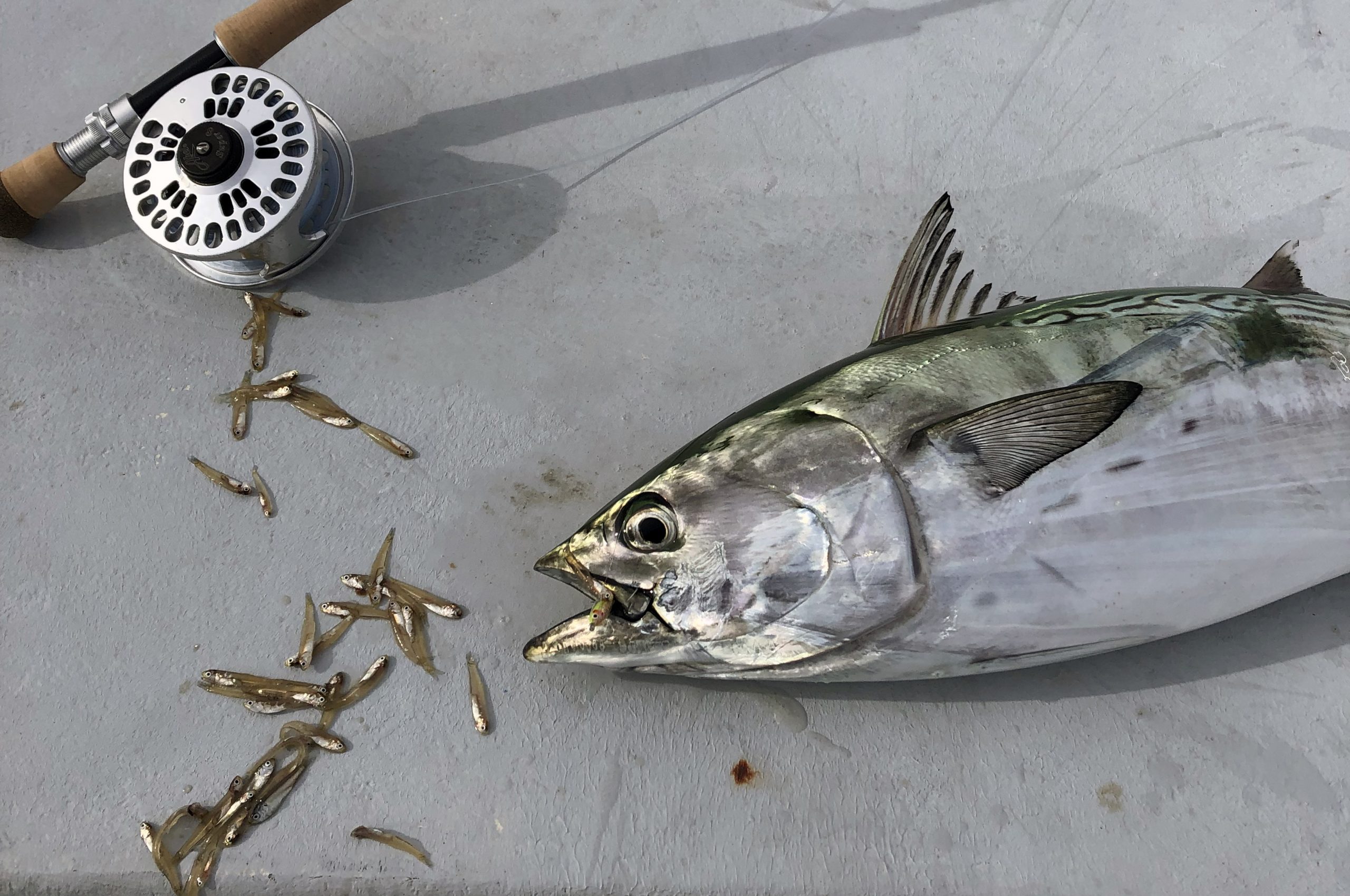 On The Line: False Albacore