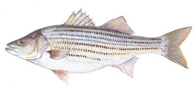 Striped Bass. Image: DMF