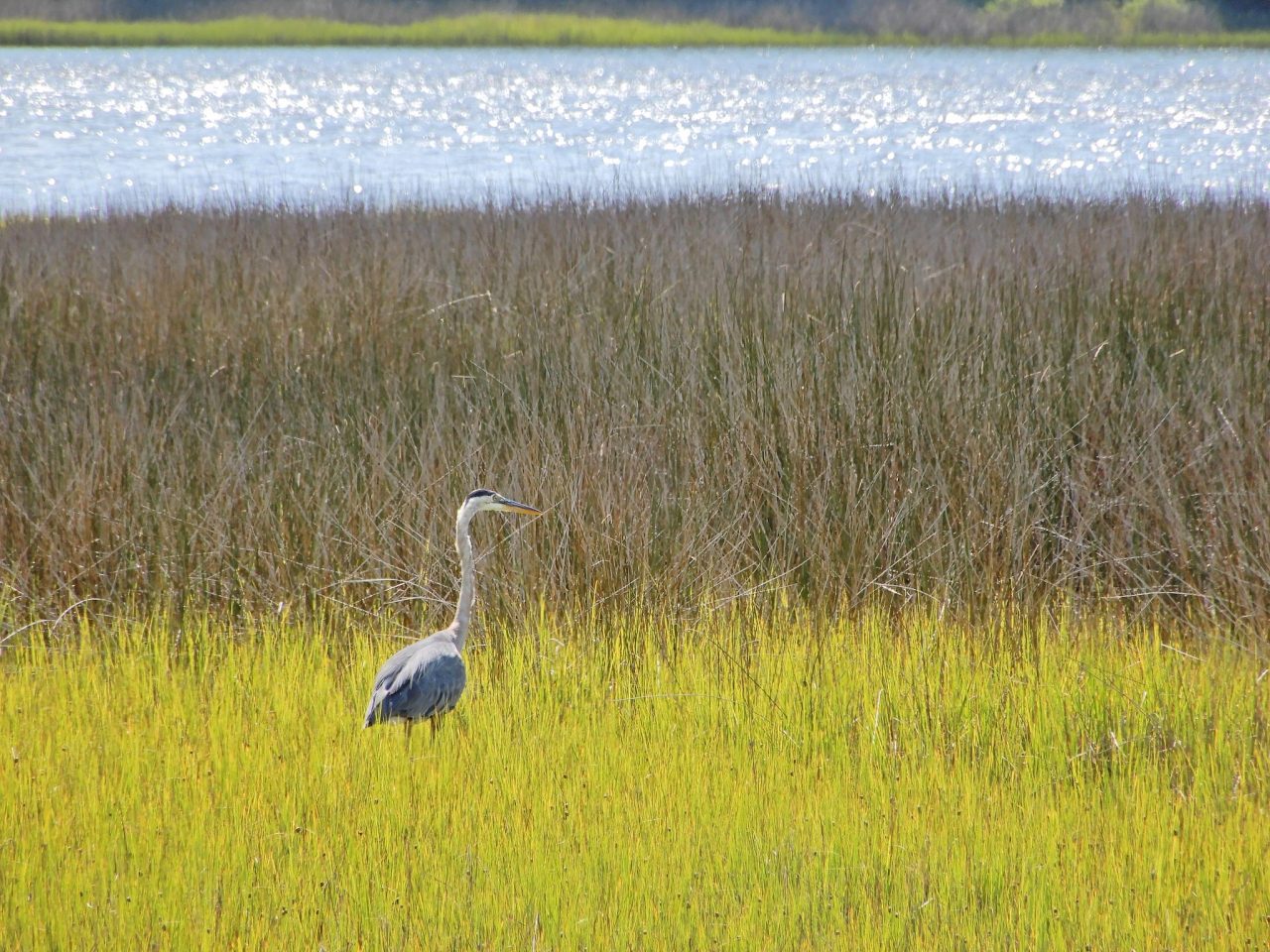 A great blue heron in the marsh in Cedar Point. Photo:  North Carolina Division of Water Resources