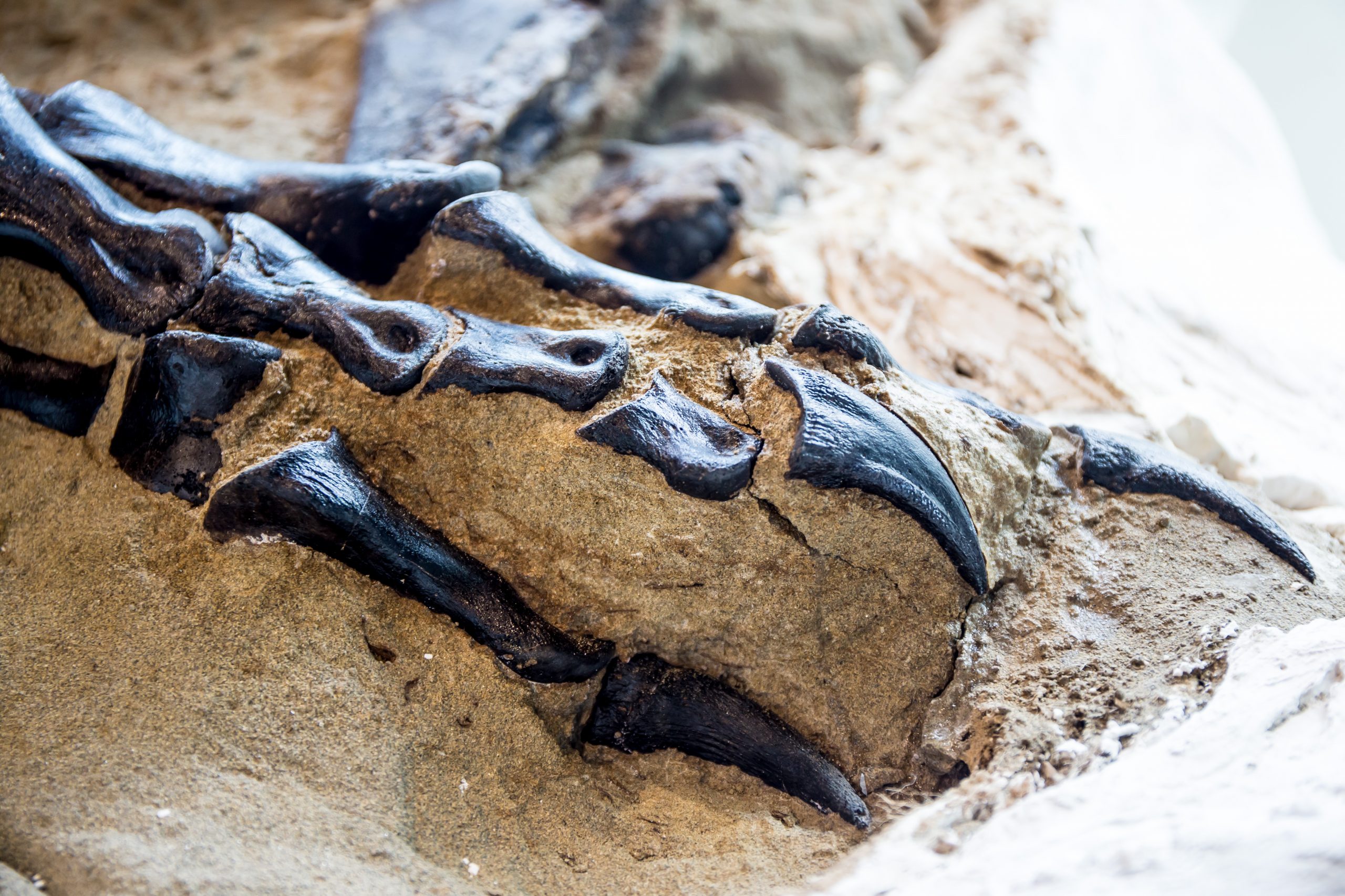 Кости тираннозавра раскопки
