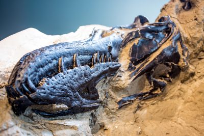 dueling dinosaurs fossil