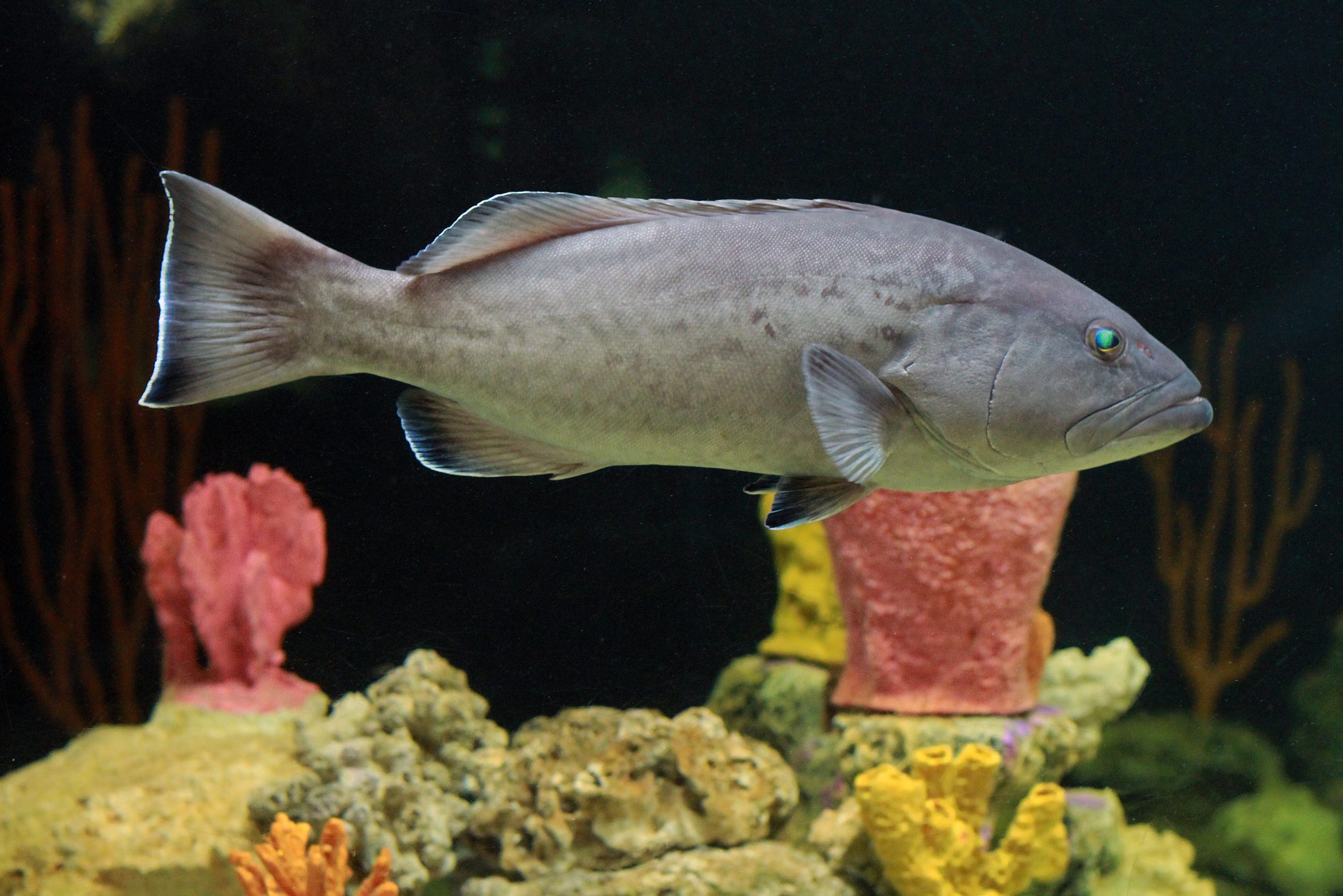 Grouper, Gag - South Atlantic Fishery Management Council