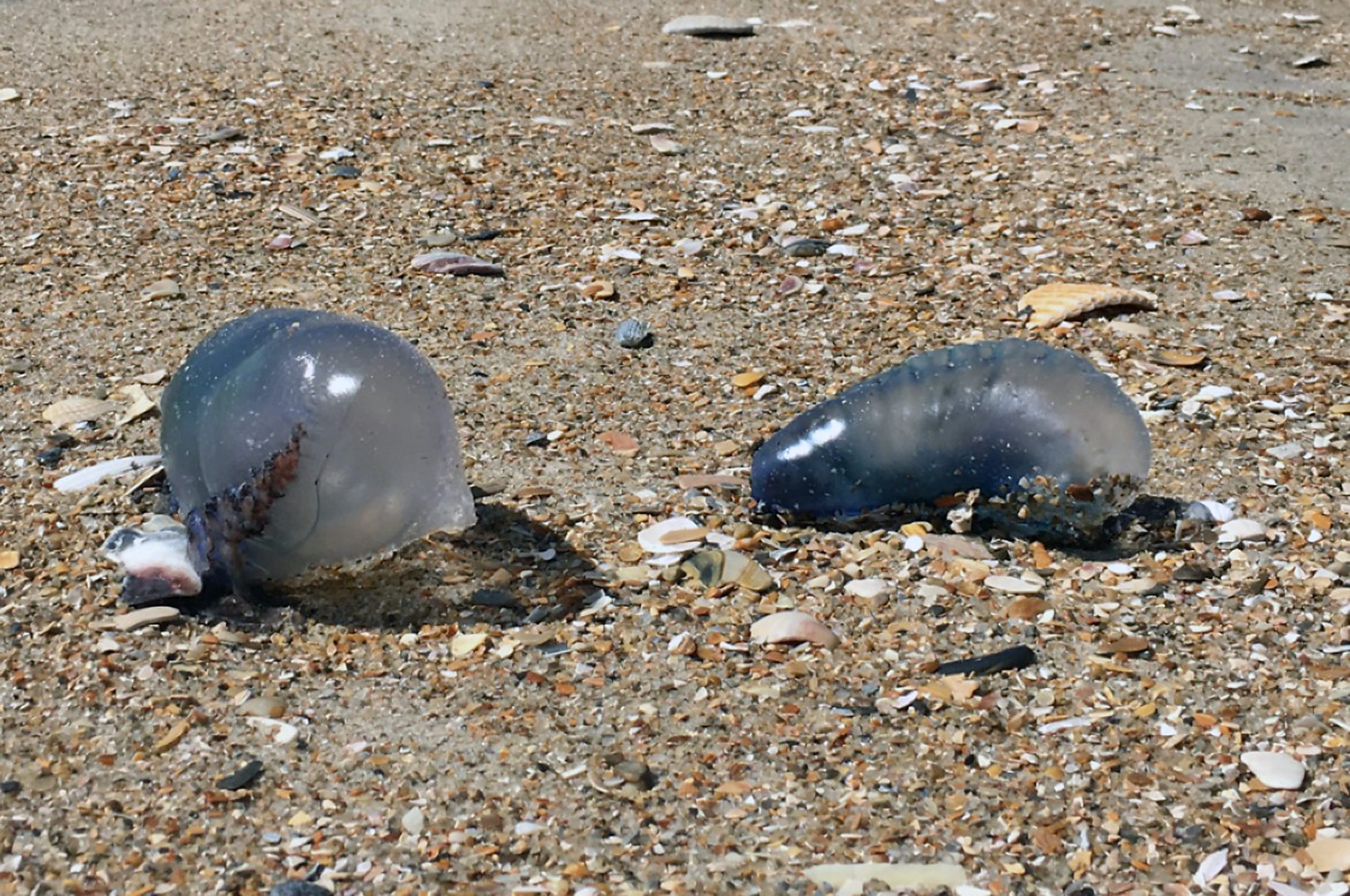 Deeper Dive into the World of NC's Sea Jellies