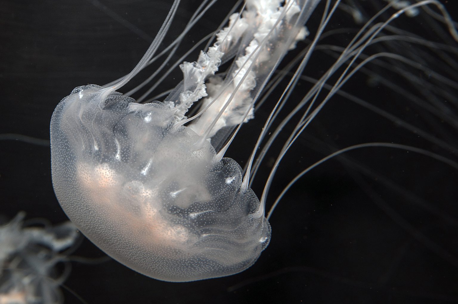 Strange Beauty Jellyfish of the NC Coast Coastal Review