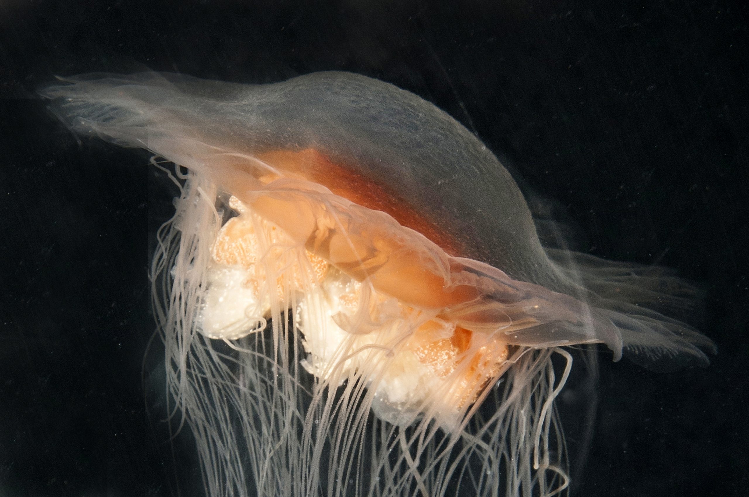 Fossil jellyfish pilbara