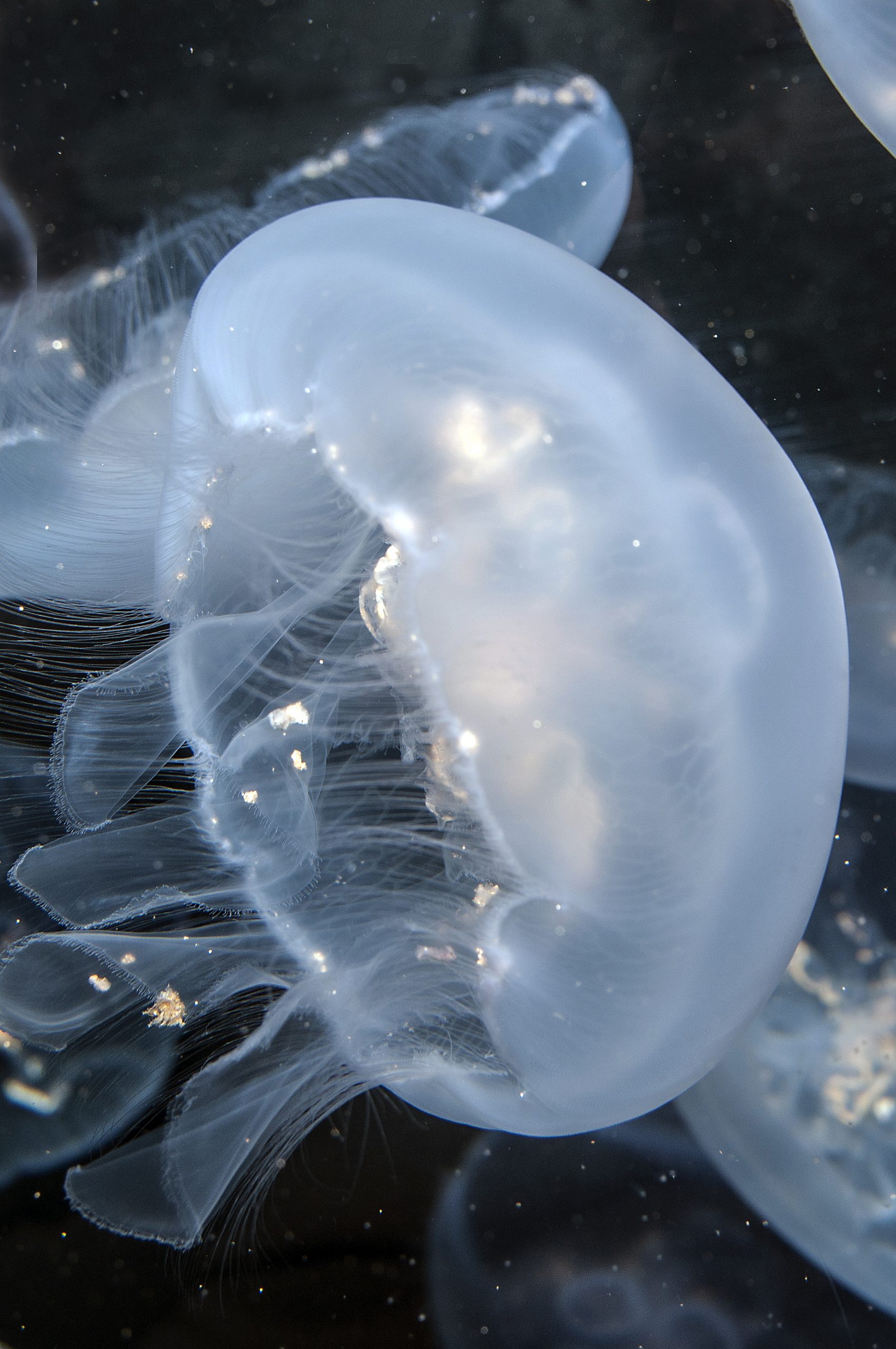 Strange Beauty: Jellyfish of the NC Coast | Coastal Review