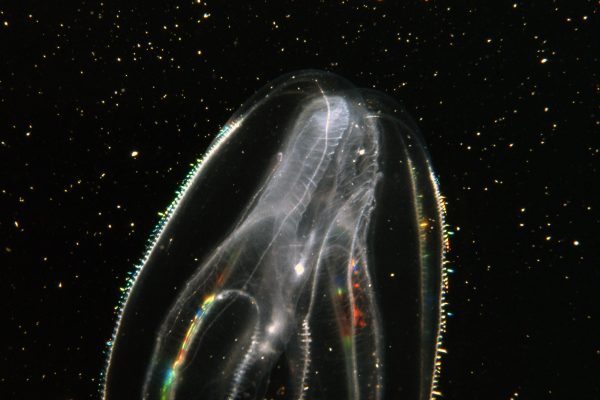 Deeper Dive into the World of NC's Sea Jellies | Coastal Review