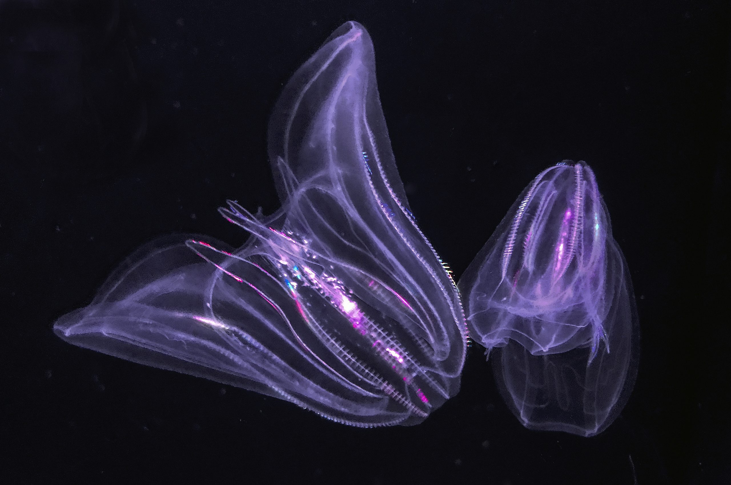 Comb jellies. Comb Jelly. Comb Jellies опасные ли они. Rabbit-eared Comb Jelly. Jellyfish species that Groups together.