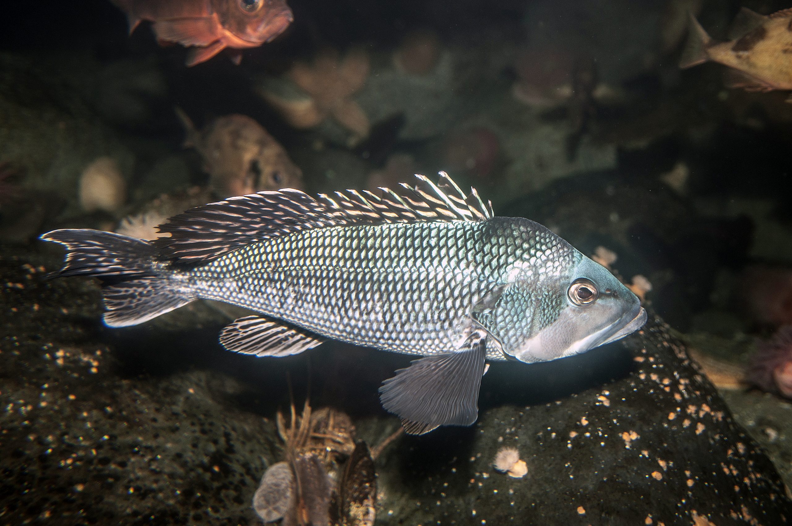 juvenile black sea bass