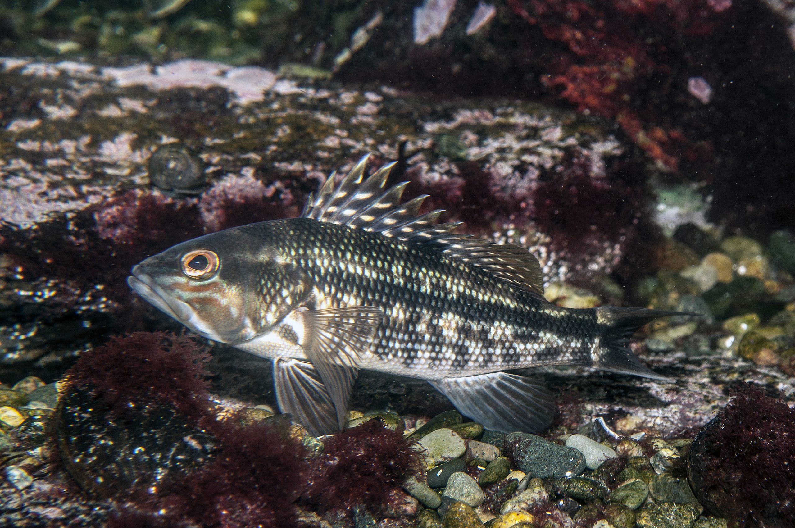 juvenile black sea bass