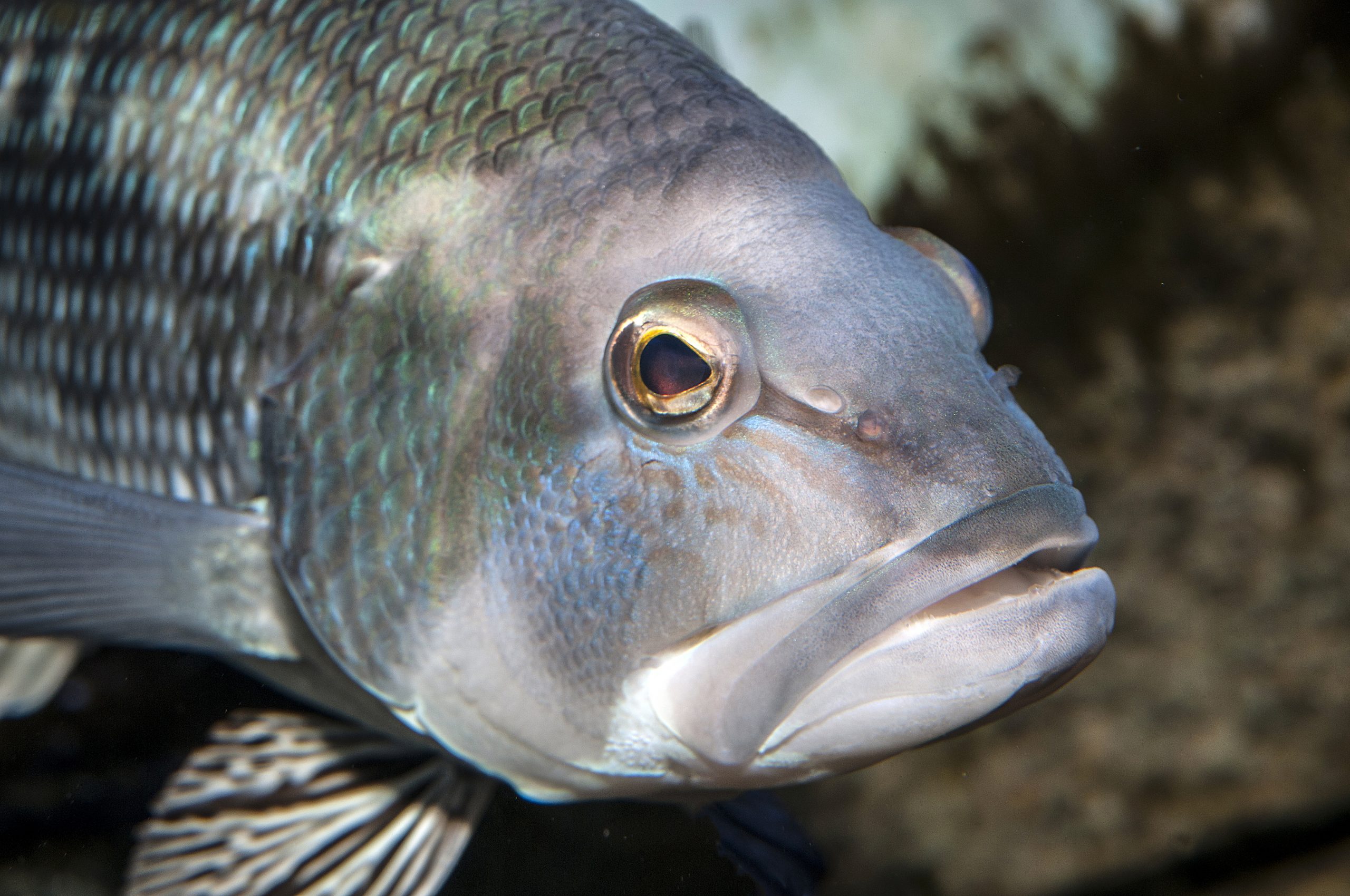 What's on the Line? NC Black Sea Bass