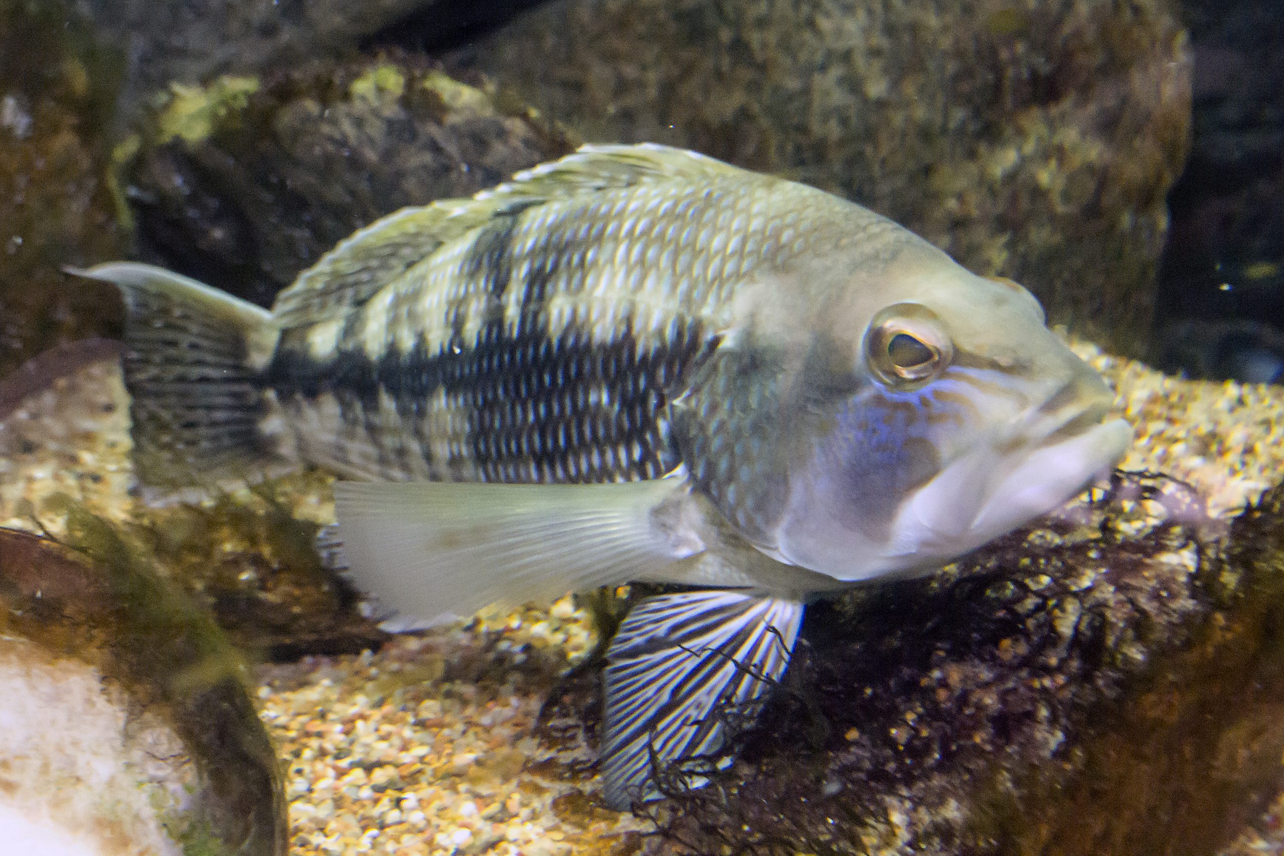 black sea bass 1340 scaled What’s on the Line? NC Black Sea Bass