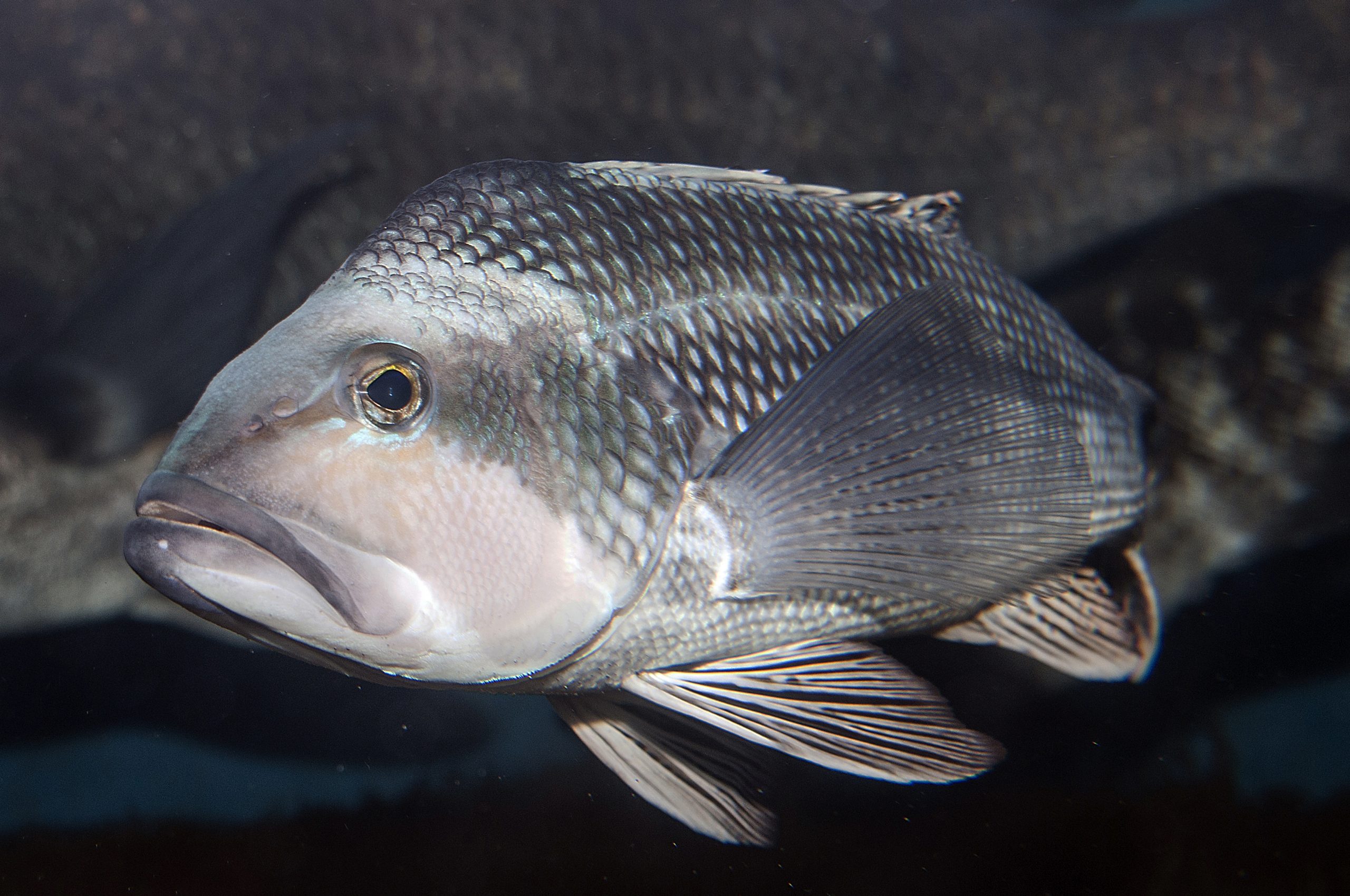 Black sea bass are fun to catch and good to eat