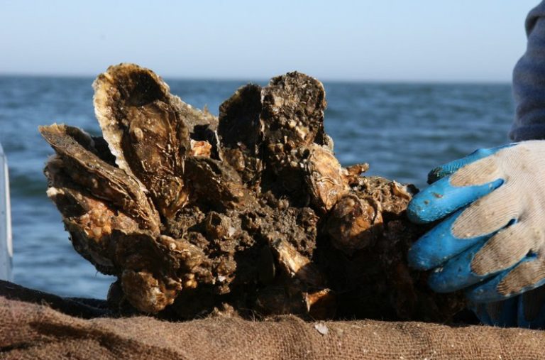 aquatico oyster review