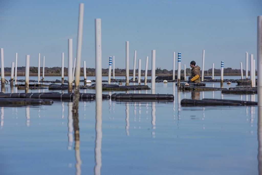 Evan Gadow with Three Little Spats Oyster Co. at one of the company's oyster leases in Onslow County. Photo: Dylan Ray