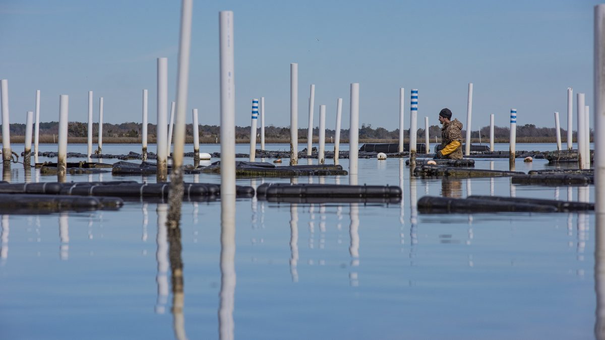 Evan Gadow with Three Little Spats Oyster Co. on Turkey Creek in Onslow County wades out to his 1-acre floating oyster farm lease on the western shore of Permuda Island Reserve in Stump Sound. Photo: Dylan Ray