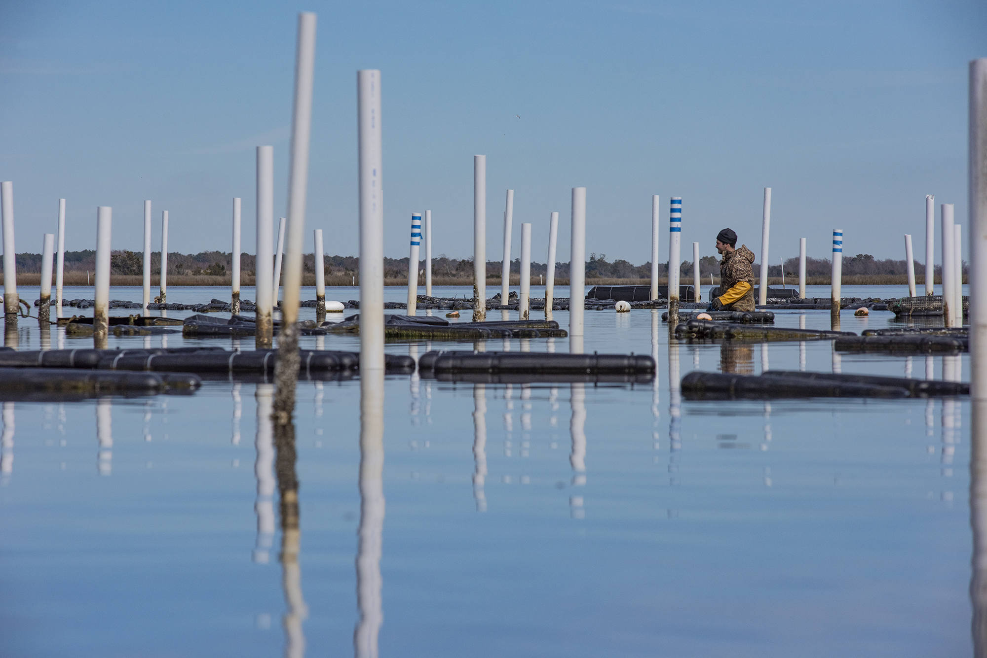 Evan Gadow with Three Little Spats Oyster Co. on Turkey Creek in Onslow County wades out to his 1-acre floating oyster farm lease on the western shore of Permuda Island Reserve in Stump Sound. Photo: Dylan Ray