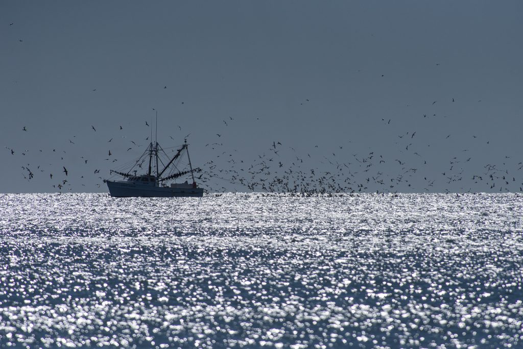 North Carolina Commercial Fishing | Sticker