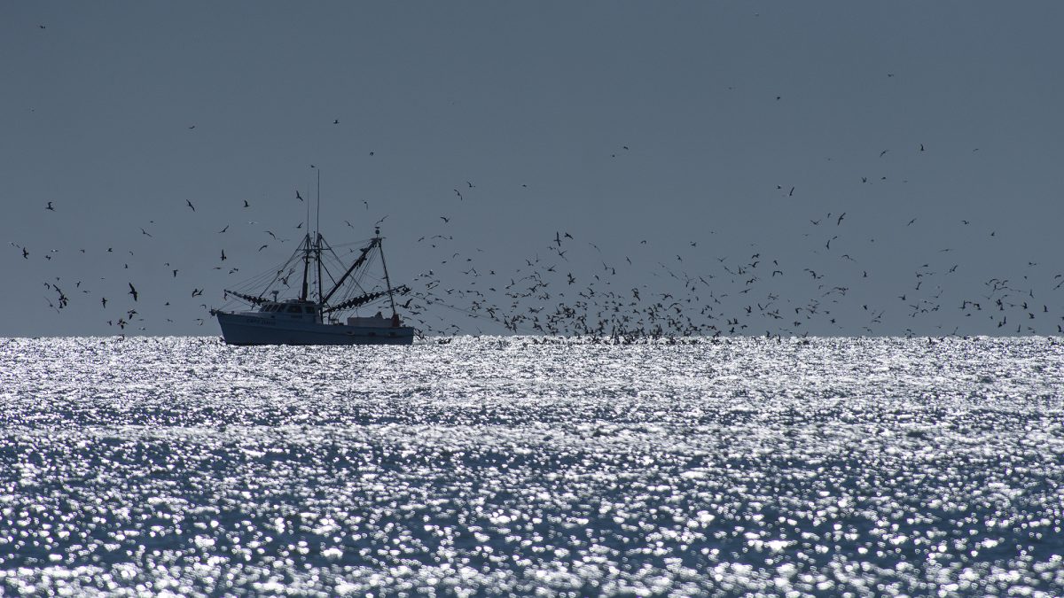A commercial fishing trawler cruises northeast off Topsail Island. Photo: Dylan Ray