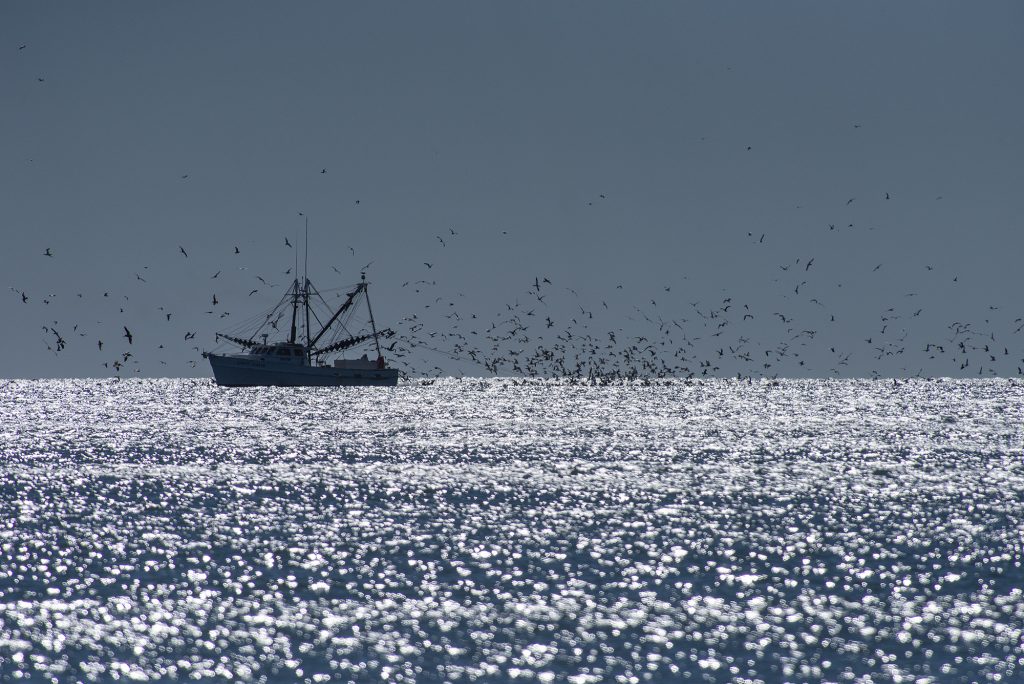 A commercial fishing trawler cruises northeast along the shores of Topsail Island. Photo: Dylan Ray