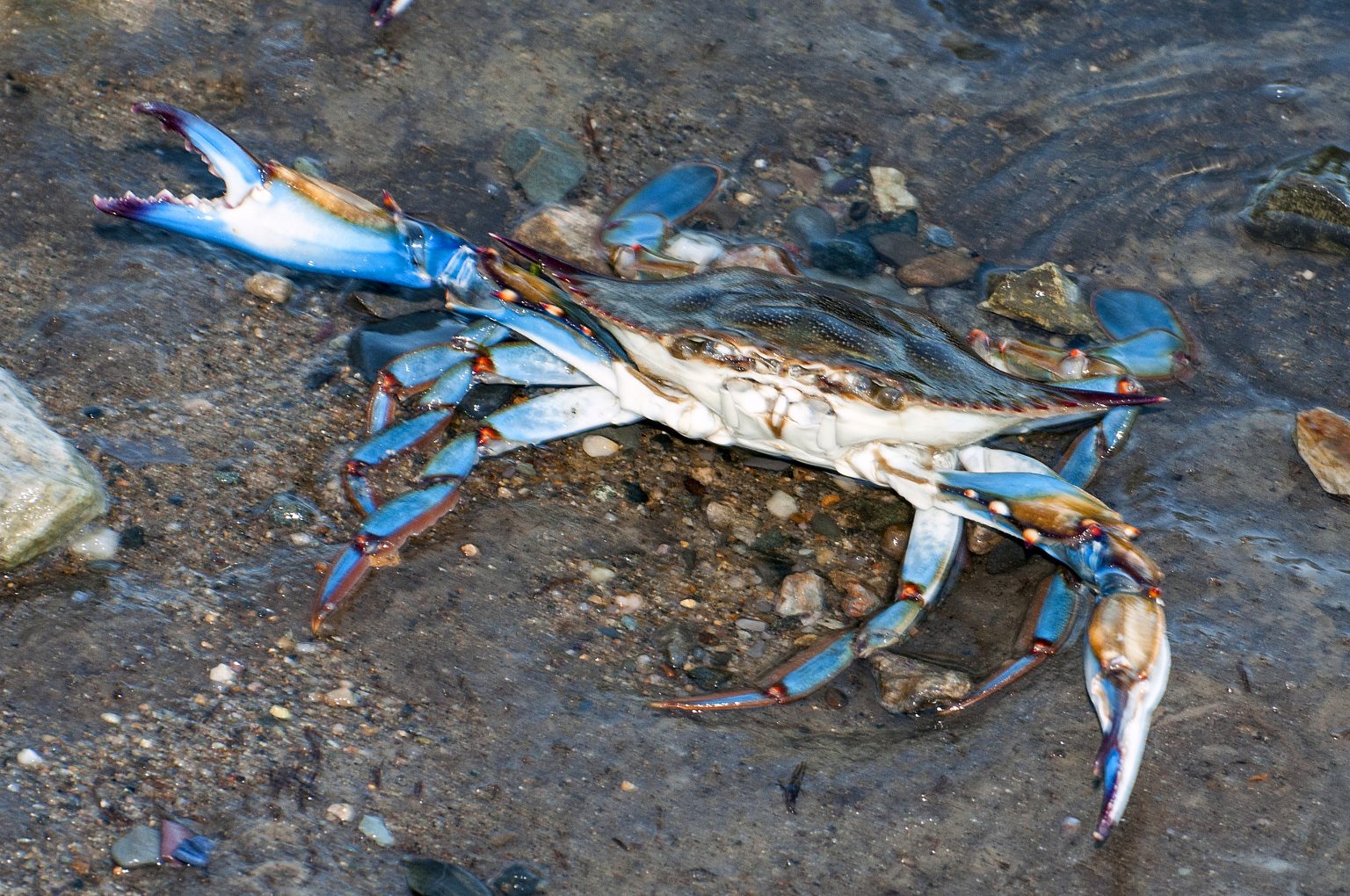NC's Crustaceans, Shellfish Make A Big Splash Coastal Review