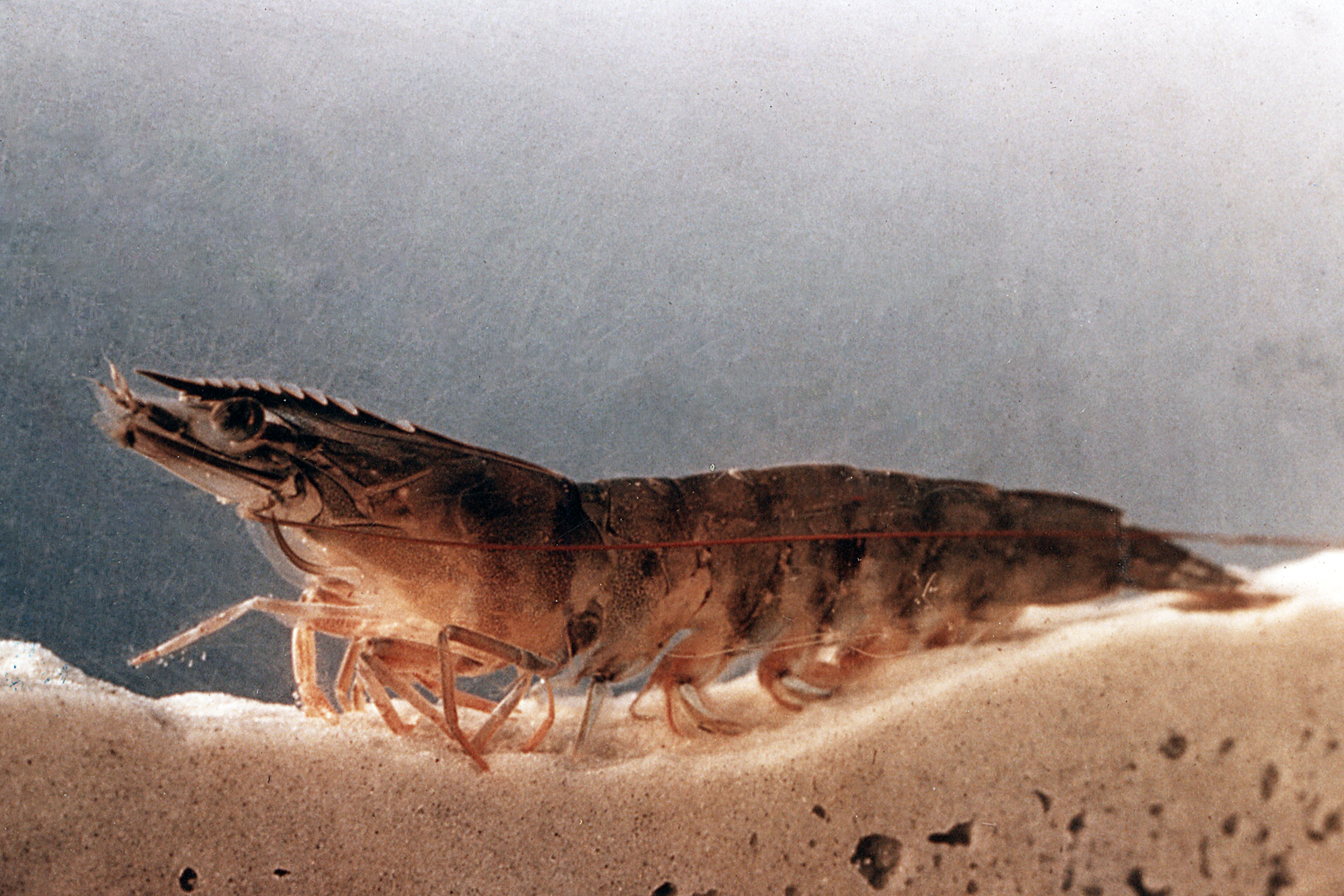 Carolina Jumbo Shell-On Shrimp