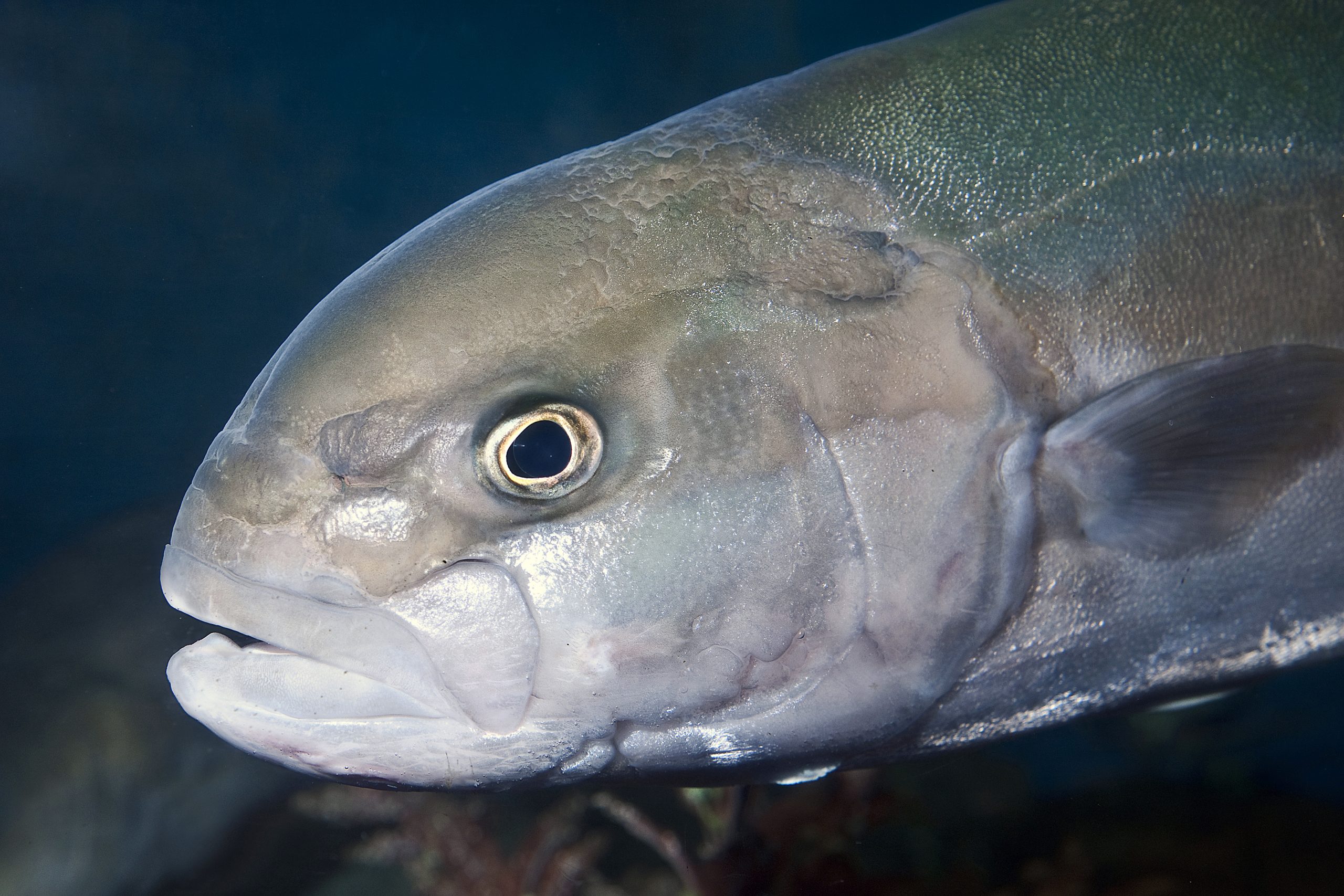 North Carolina Spring Bluefish Fishing