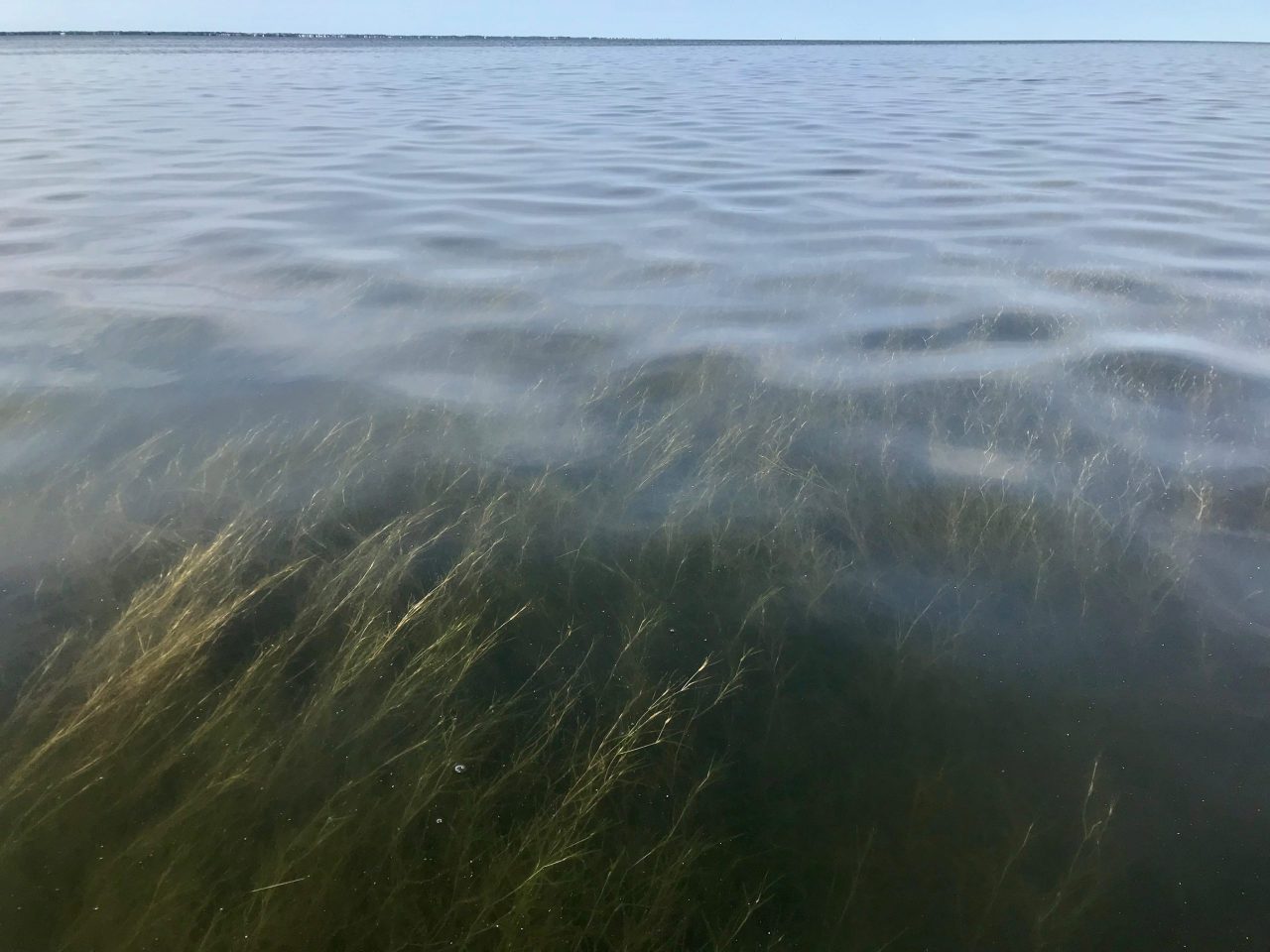 Seagrass beds can be found on the sound side of North Carolina's barrier islands. Photo: APNEP