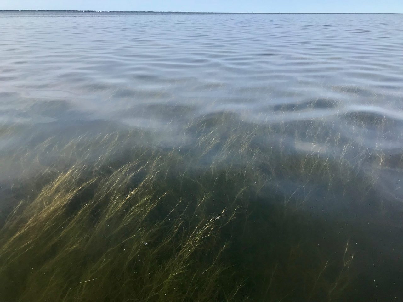 Noise Pollution Affects Practically Everything, Even Seagrass