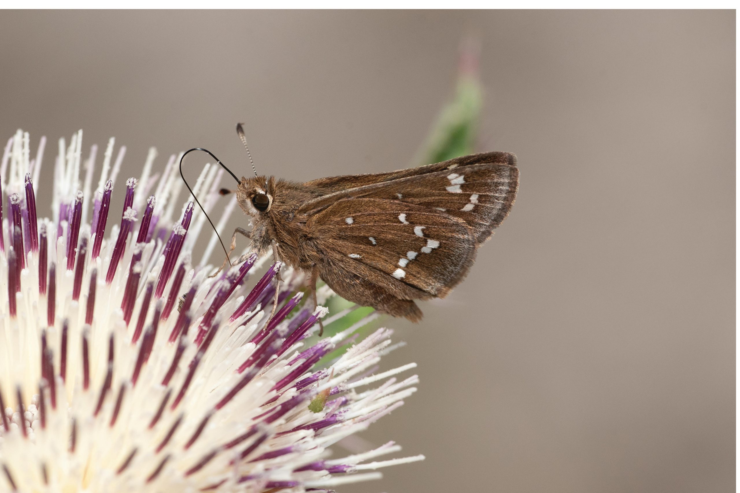 Butterfly Chaser s Quest Leads to NC Coast Coastal Review