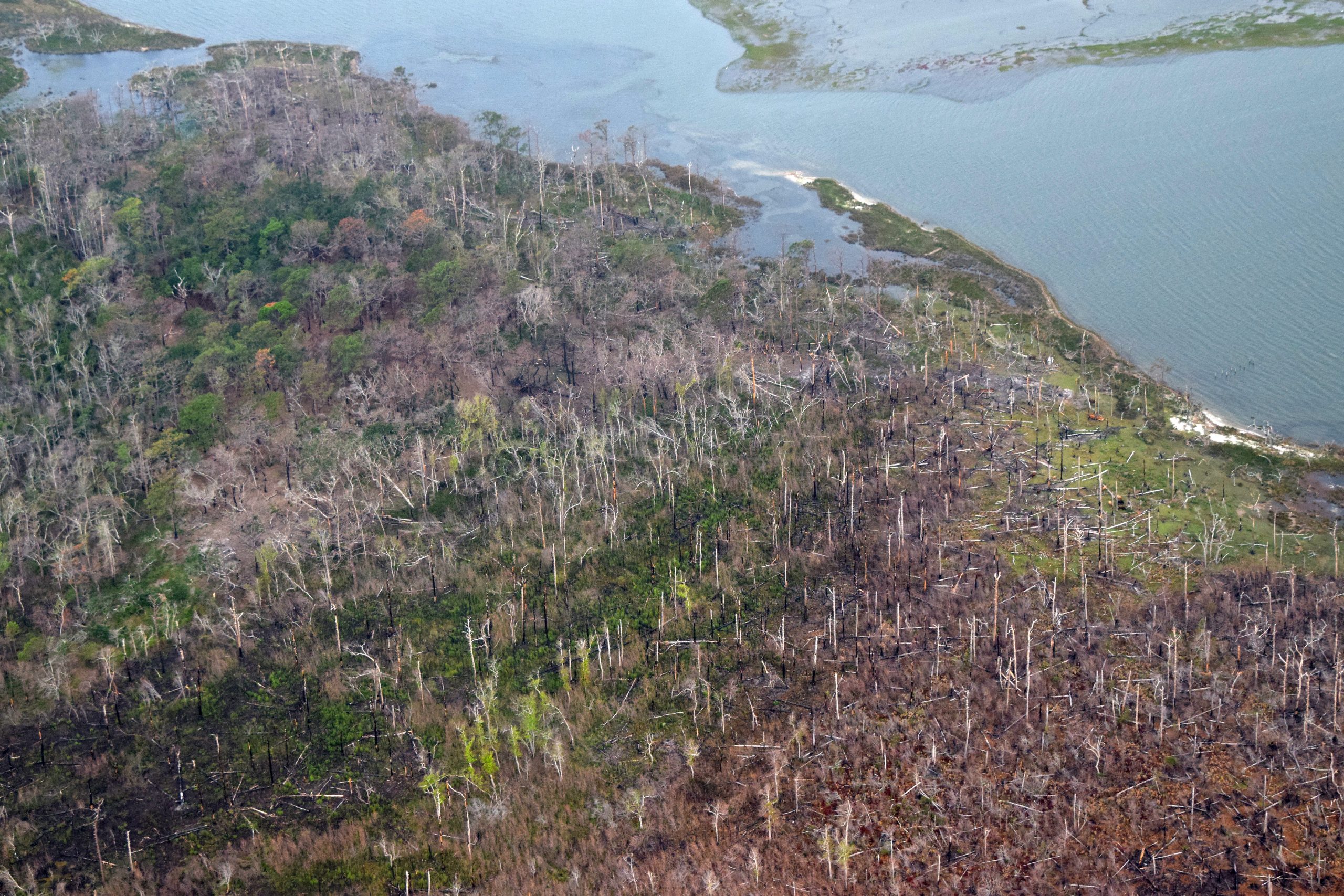 Ghost forests like this one on the North Carolina coast are the result of widespread tree death caused by increased exposure to saltwater. Photo: Mark Hibbs/SouthWings