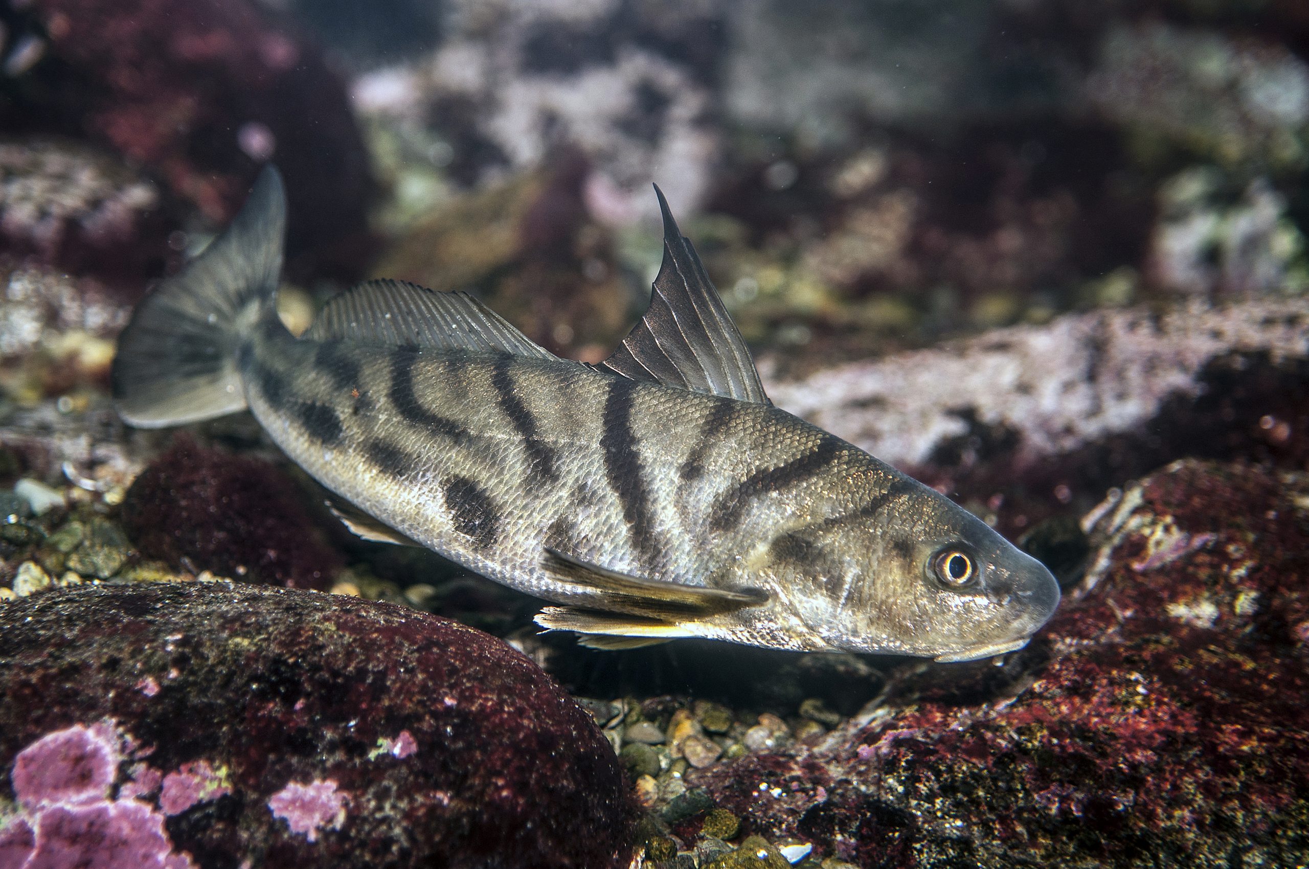 Caribbean Fisheries Training and Development Institute - FISH FACT: King  Fish King Fish commonly known as King mackerel is typically found in the  Western Atlantic in Massachusetts, North Carolina, Brazil and the