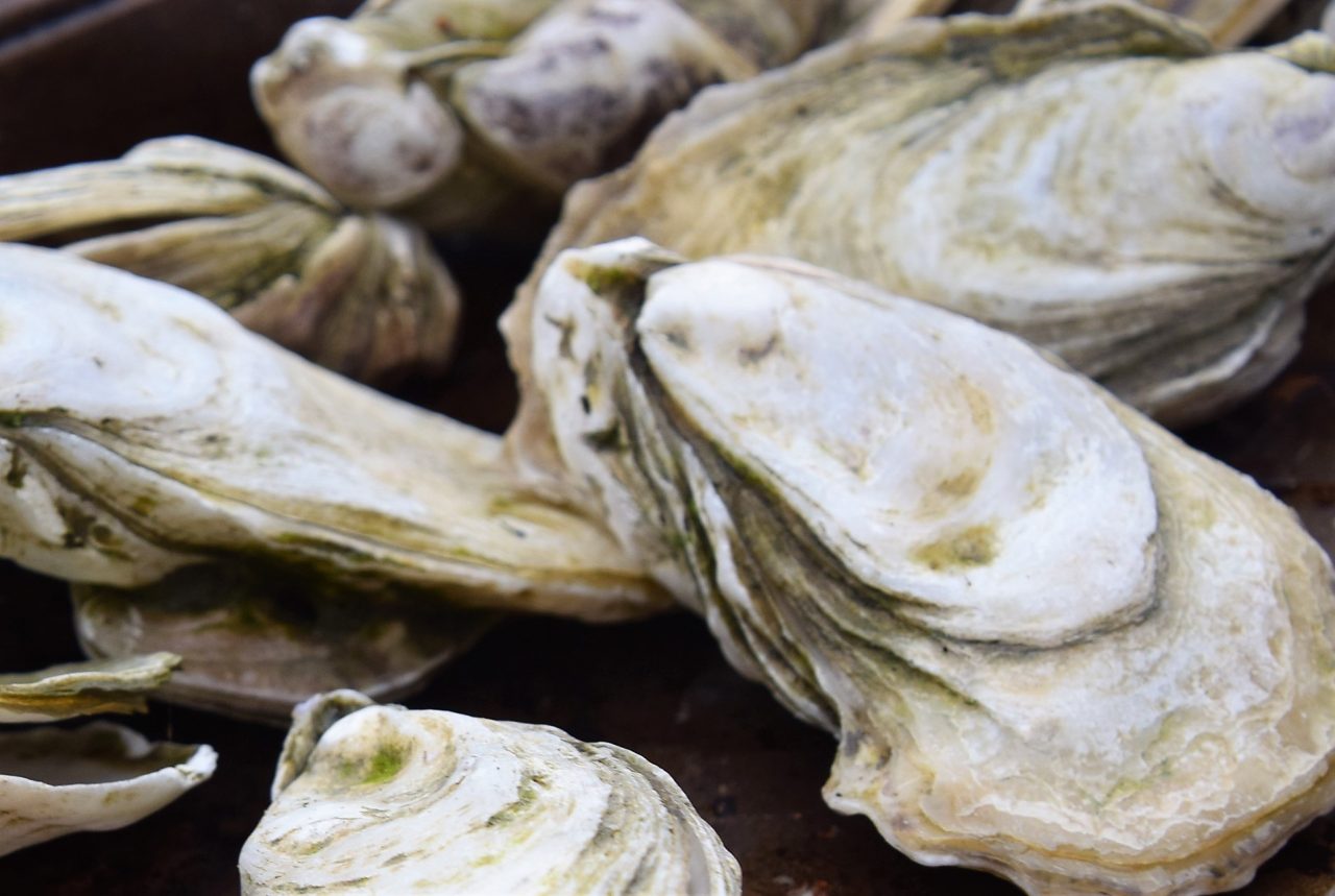 Oysters fresh off the grill and harvested by Carteret Community College Shellfish Farming Academy students. Photo: Jennifer Allen