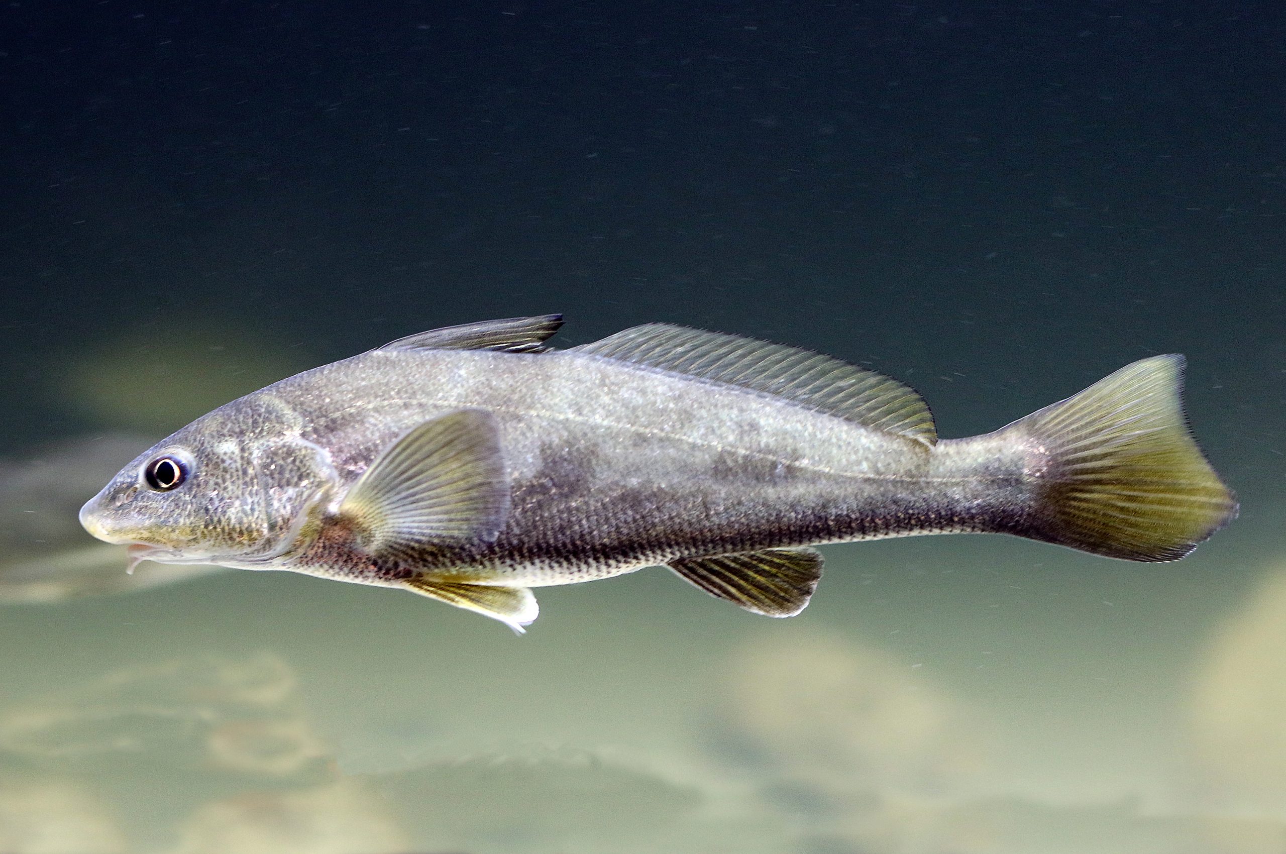 Gulf of Mexico Fishermen Reflect on Efforts to Restore Oceanic Fish