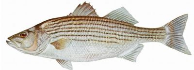 Striped bass.