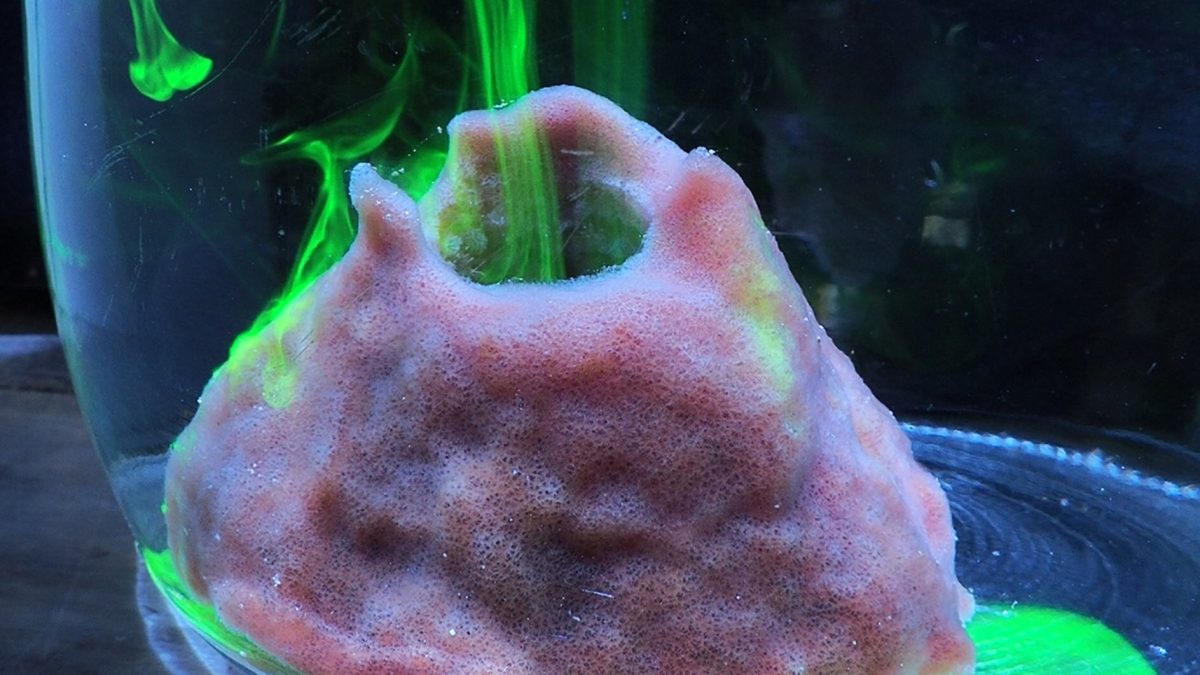 A baby giant barrel sponge (Xestospongia muta) pumps fluorescein dye in a glass jar. Photo: Joseph Pawlik