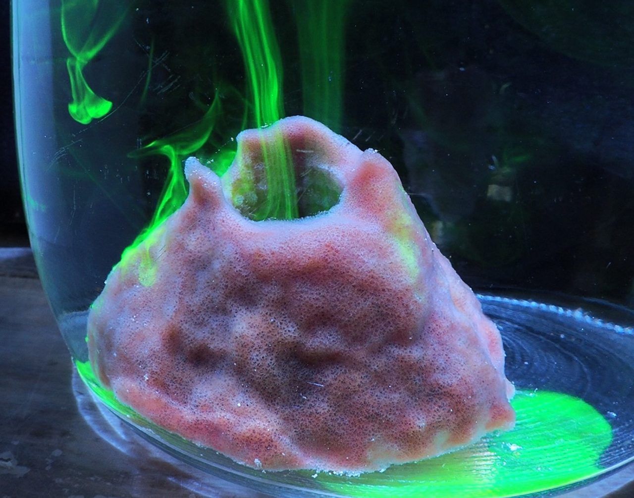 A baby giant barrel sponge (Xestospongia muta) pumps fluorescein dye in a glass jar. Photo: Joseph Pawlik