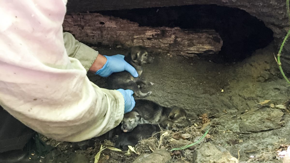 Red wolf pups from the Akron Zoo are placed into a wild den for fostering. Photo: USFWS