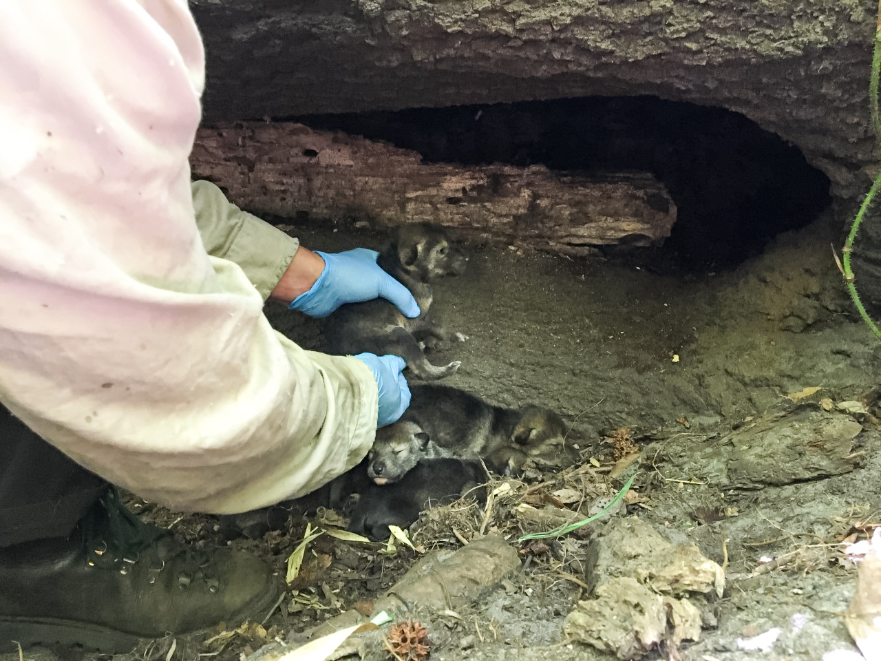 Red wolf pups from the Akron Zoo are placed into a wild den for fostering. Photo: USFWS