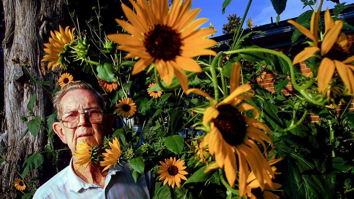 The late William Best, a Stumpy Point native, poses amongst his sunflowers for a portrait when he was 80. He grew a patch outside his kitchen window every summer and sometimes the flowers would reach 8 feet high. Photo: Justin Cook